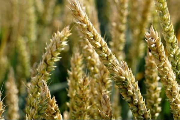 Jeszcze wyższy eksport zbóż z Ukrainy