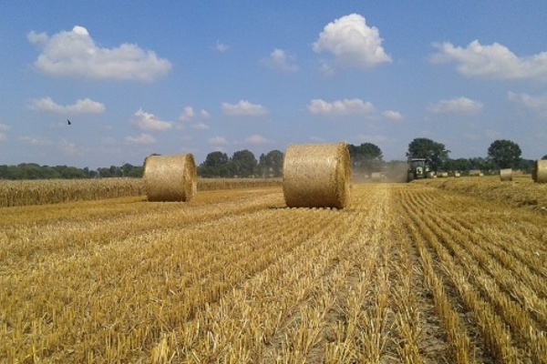Zbiory zbóż w Polsce sięgnęły 30 mln ton