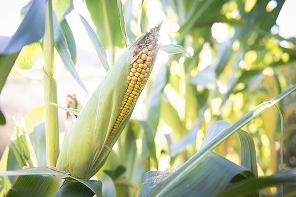 Nawożenie kukurydzy