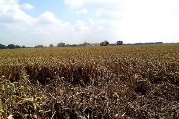 USDA podnosi prognozy zbiorów pszenicy w 2016