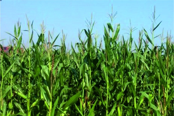 Ceny kukurydzy w dół o 10%