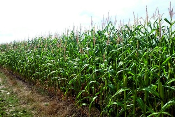 Kukurydza kontynuuje wzrosty. Pszenica konsumpcyjna poniżej 640 zł/t