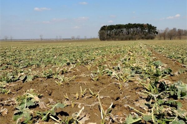 Gryzonie polne niebezpieczne nawet zimą