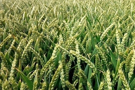 Zanim zasiejemy pszenicę ozimą… - ważne czynniki agrotechniczne!
